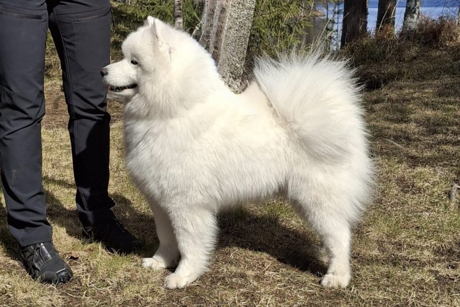 Snowmist Precious One