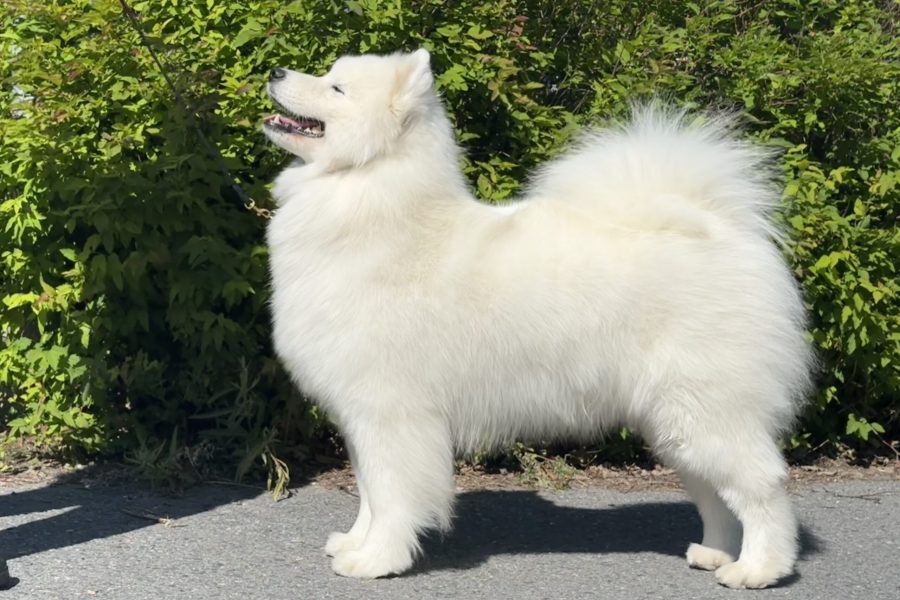 Snowmist Queen In White